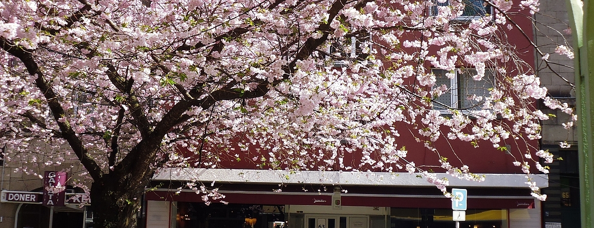 Kirschblüte