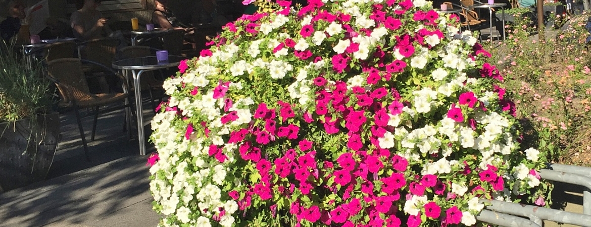 Sommerblumen auf der Rü