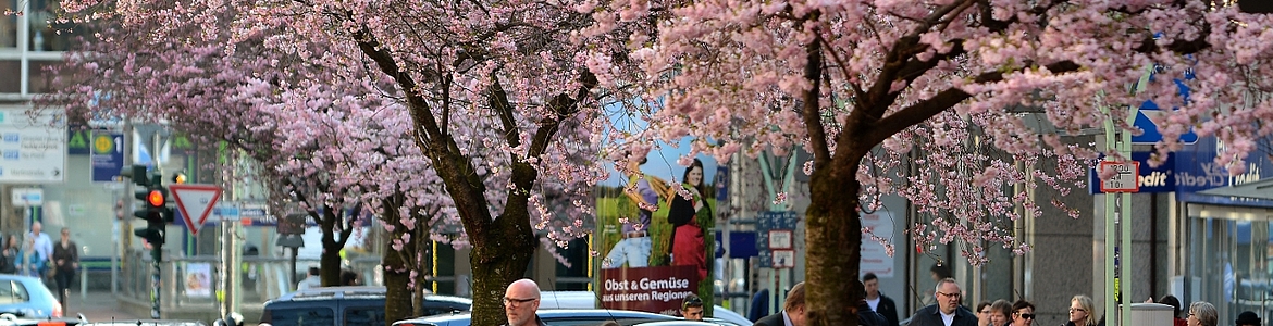 Kirschblüte