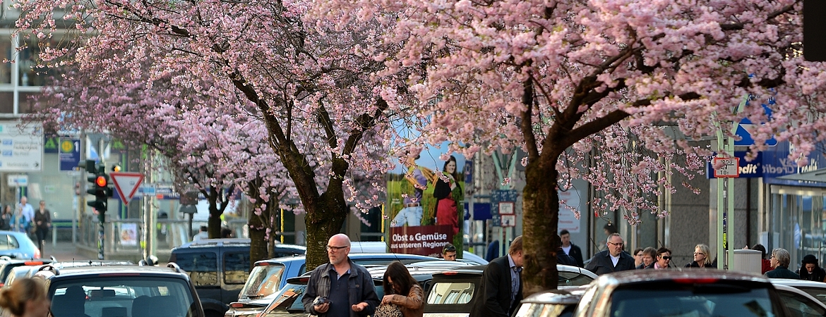 Kirschblüte